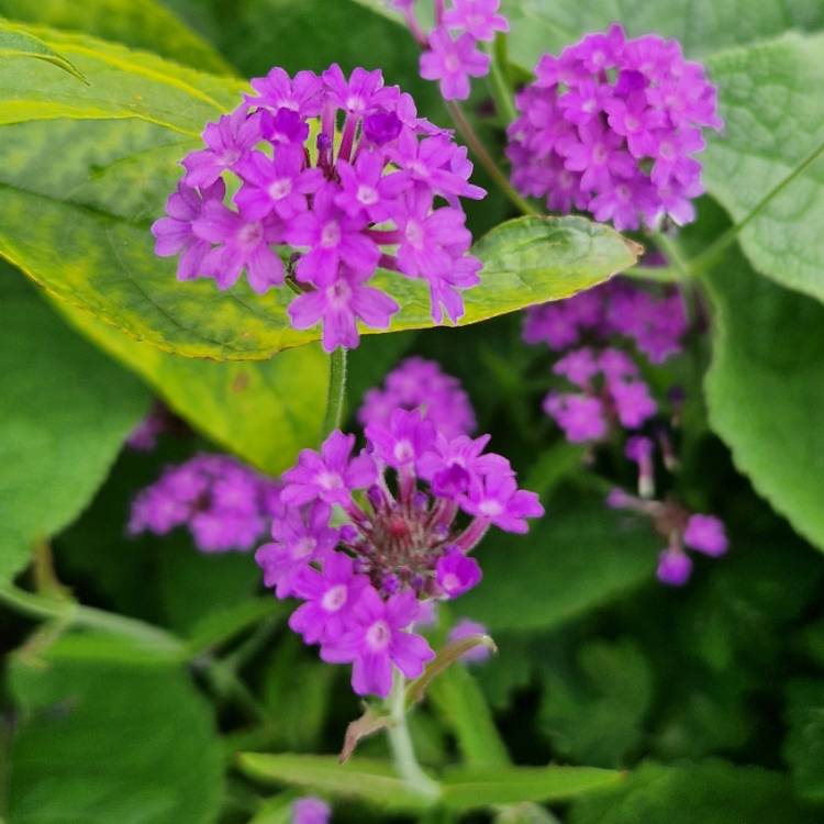 Plant image Verbena bonariensis 'Lollipop'