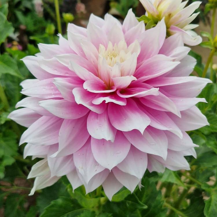 plant image 1606363