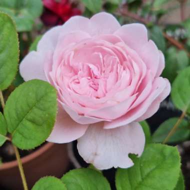 Rosa 'Austiger' syn. Rosa 'Queen of Sweden'