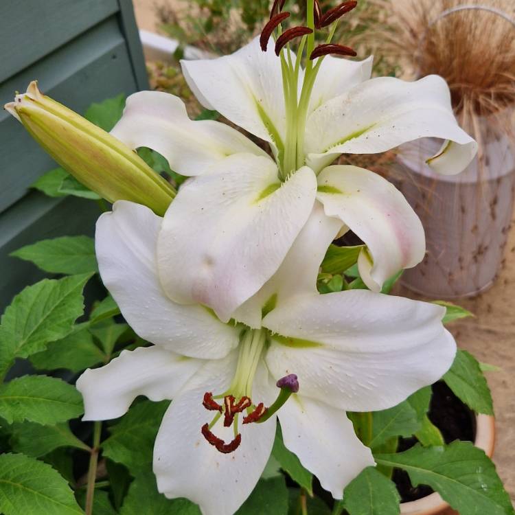 Plant image Lilium 'Pretty Woman'