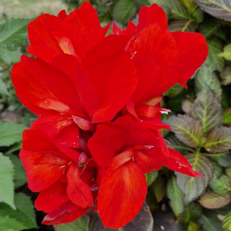 plant image 1612635 plant image 1612635
