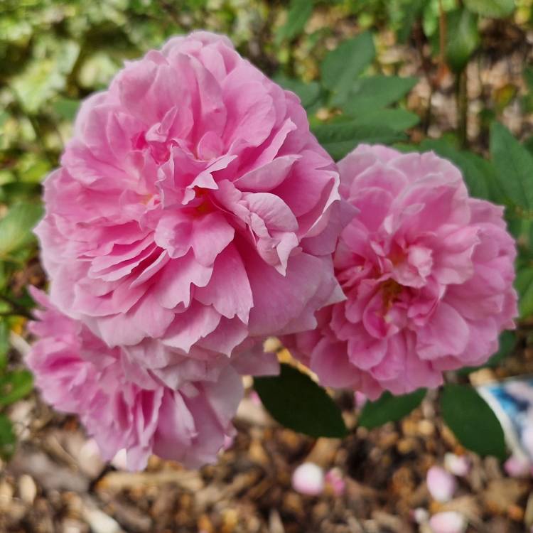 plant image 1623004 plant image 1623004