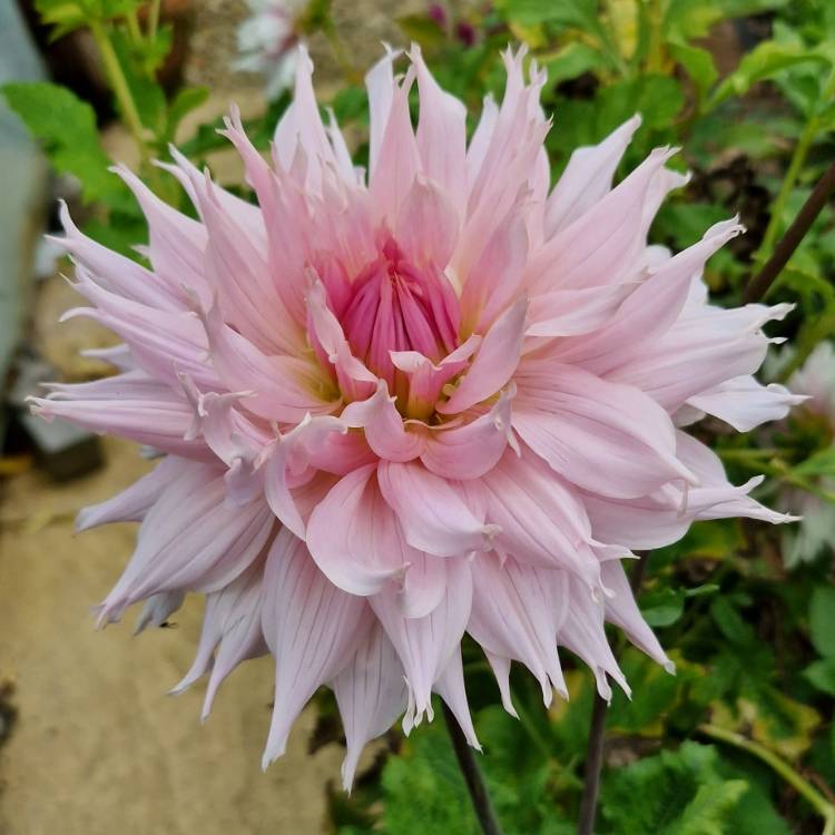 plant image 1630465