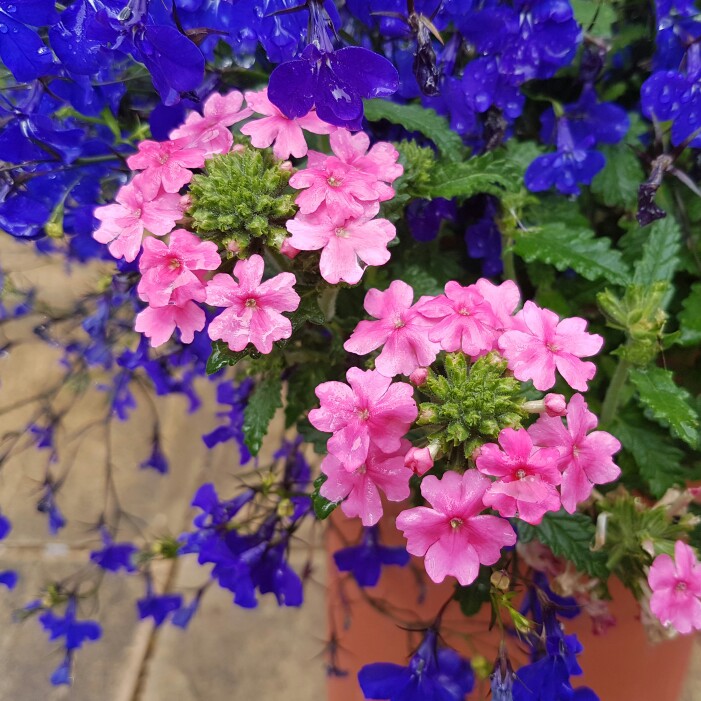 plant image 163524