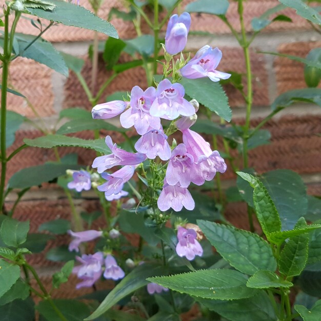 plant image 164636 plant image 164636