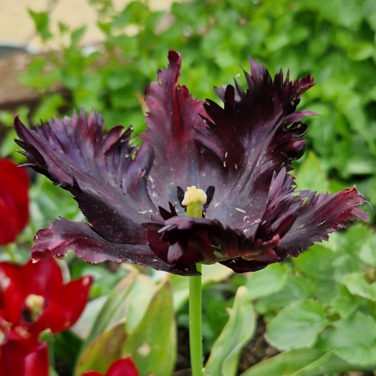 plant image 1662232