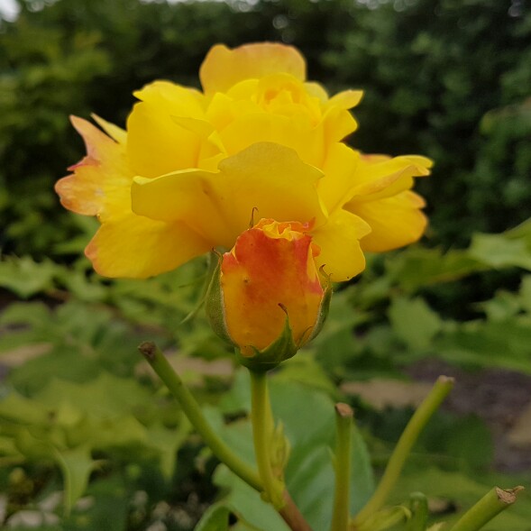 plant image 166370 plant image 166370