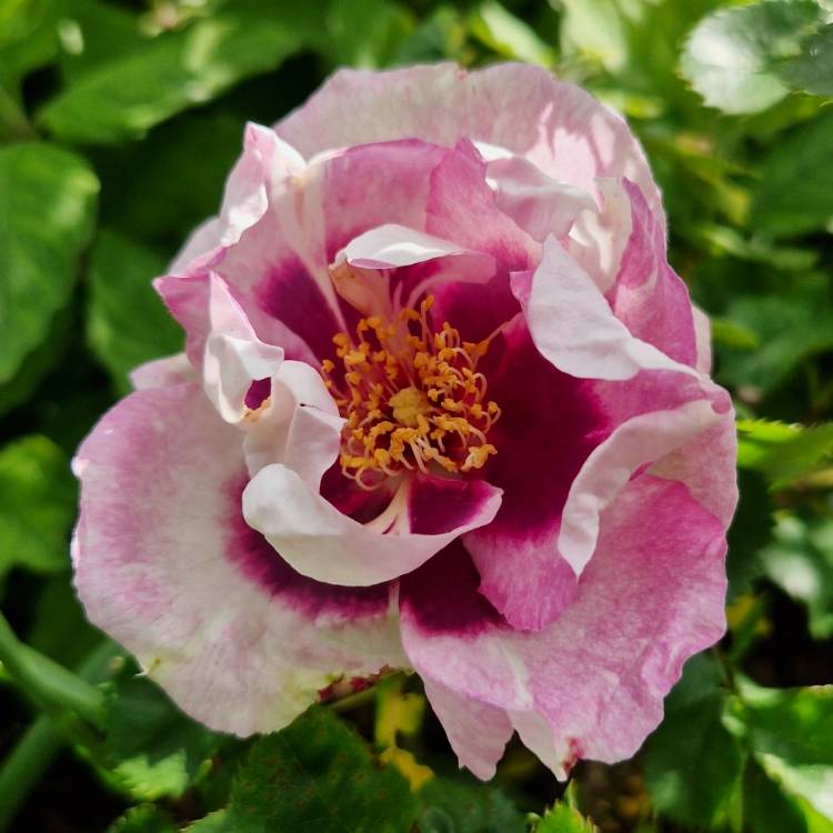 plant image 1665760