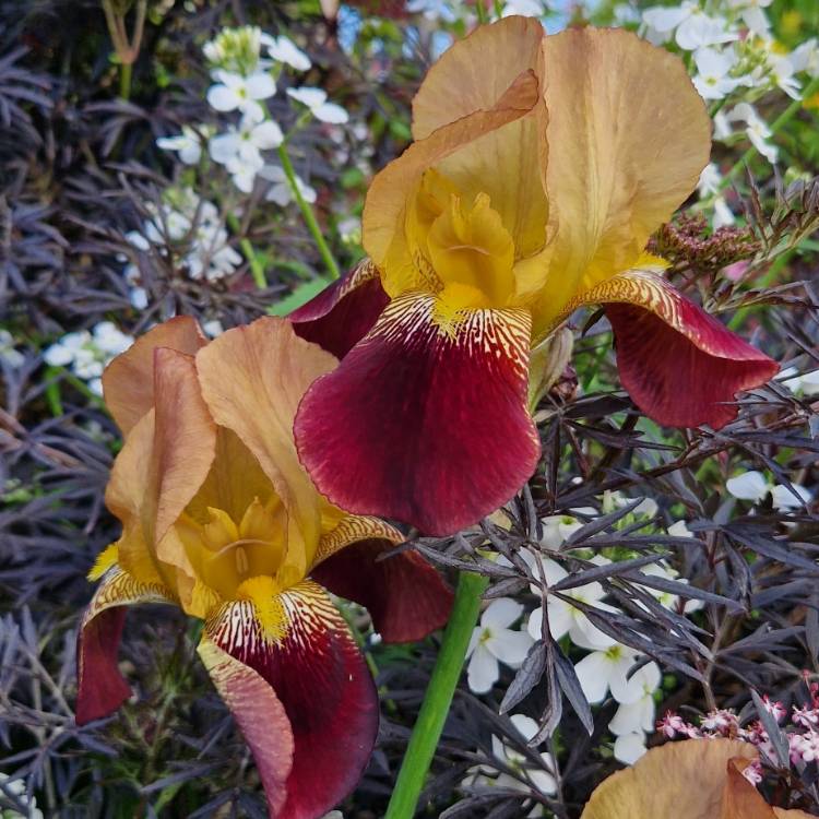 plant image 1665762 plant image 1665762