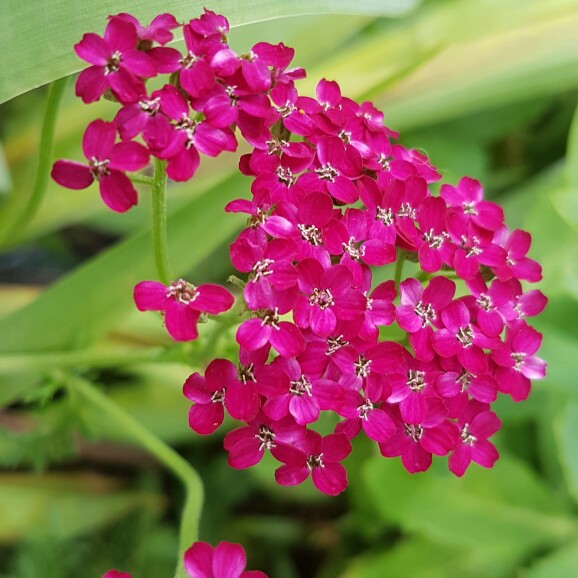 plant image 166698 plant image 166698