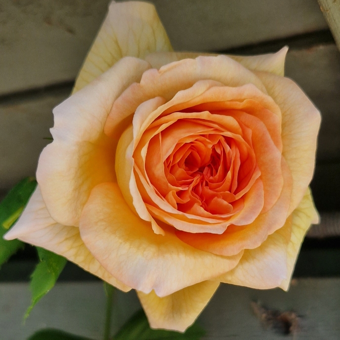 plant image 1667781 plant image 1667781
