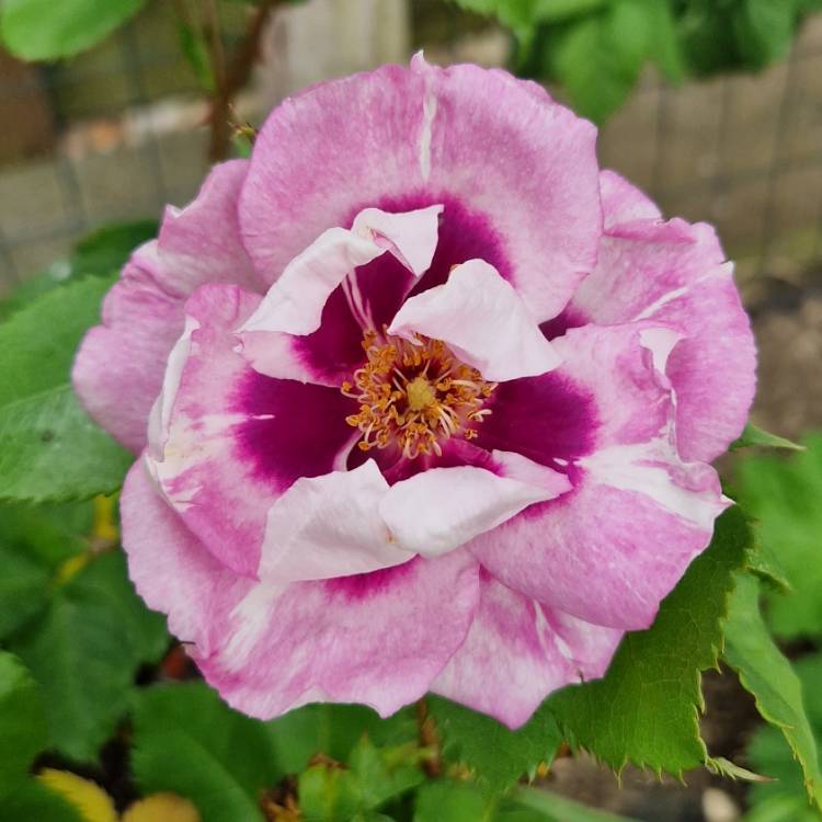 plant image 1667782