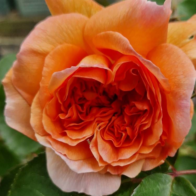plant image 1668574