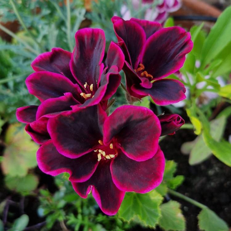 Plant image Pelargonium 'Lord Bute'