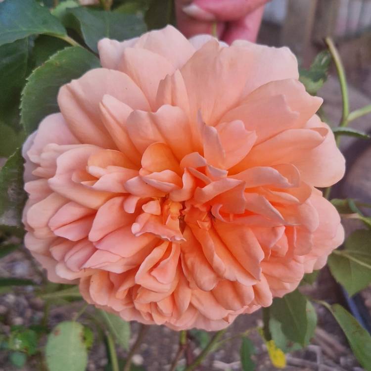 plant image 1672229