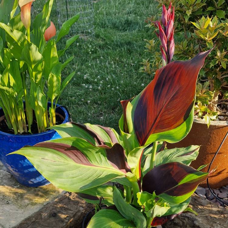 plant image 1673599 plant image 1673599