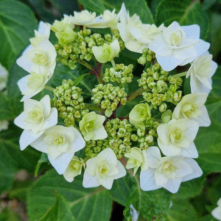 Hydrangea Macrophylla Wedding Gown