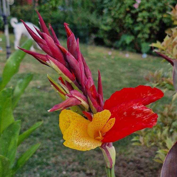 Plant image Canna 'Cleopatra' syn. Canna 'Yellow King Humbert', Canna 'Harlequin'