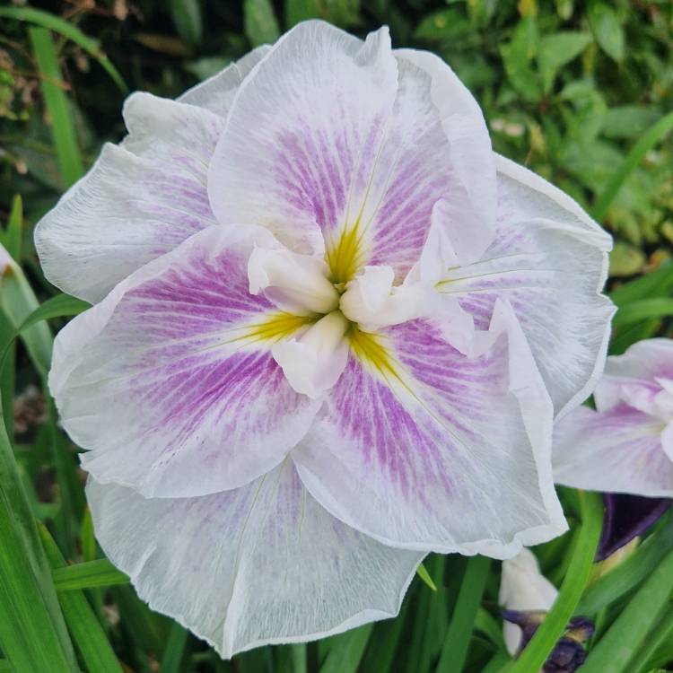 plant image 1674379 plant image 1674379