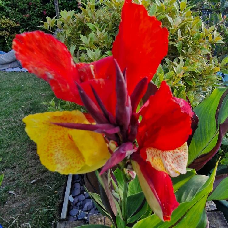 plant image 1674875 plant image 1674875