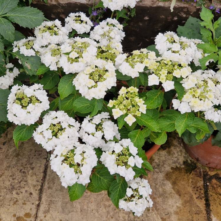 Hydrangea macrophylla 'Wedding Gown' ® C4L 20/40 - Tous les Hydrangea -  Pépinières côte sud des landes