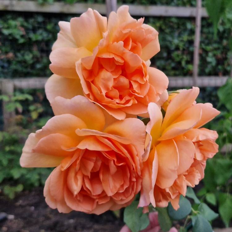 plant image 1679697