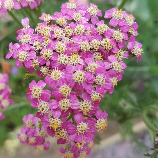 plant image 168197 plant image 168197