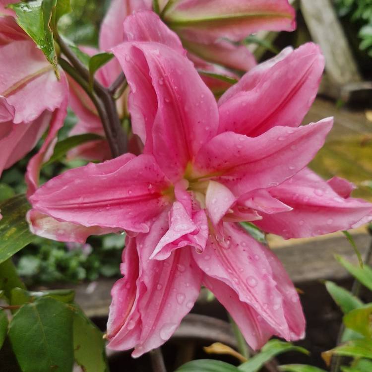 plant image 1682096 plant image 1682096