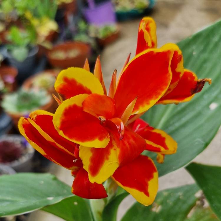 Plant image Canna 'Cannova Red Golden Flame'