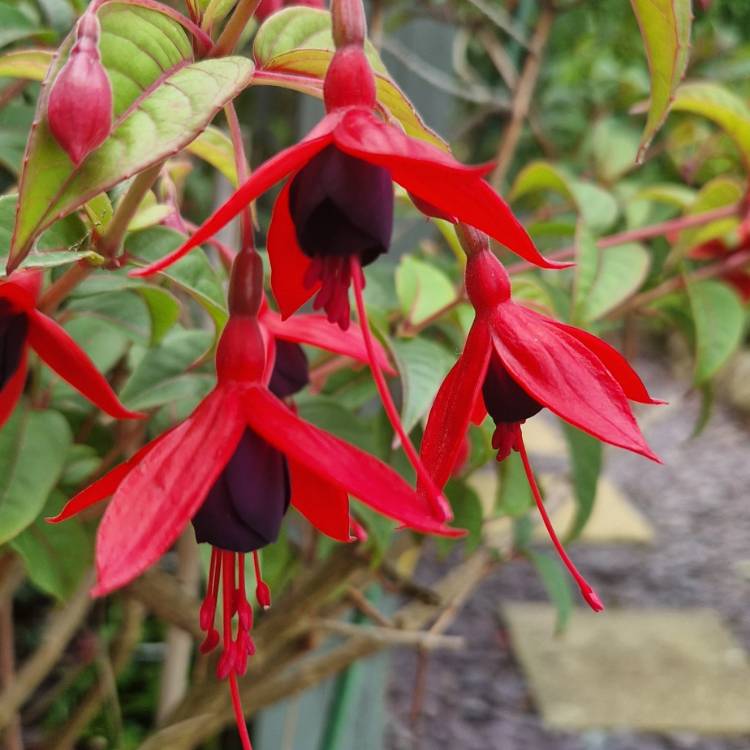 Plant image Fuchsia 'Lady Boothby'