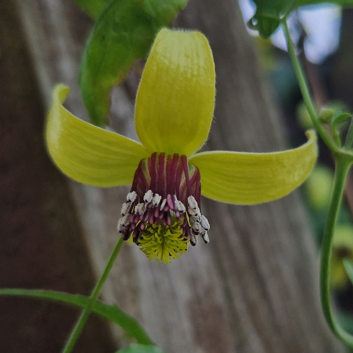 plant image 1687338