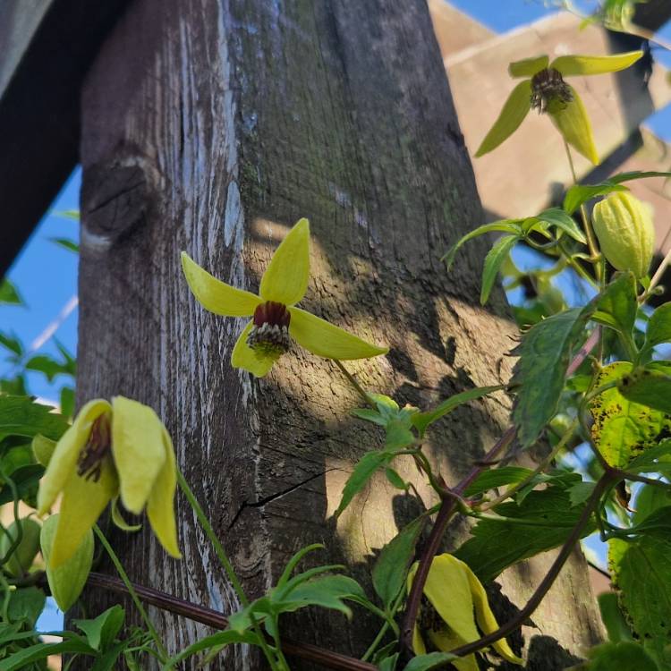 plant image 1687339
