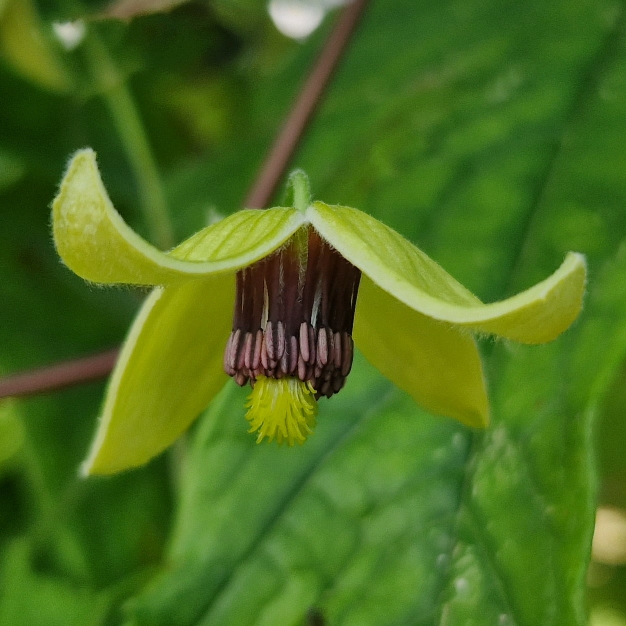 plant image 1687340