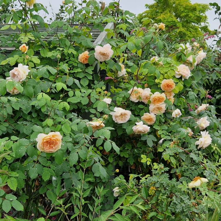 plant image 1687742 plant image 1687742