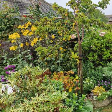 Andrea's garden
