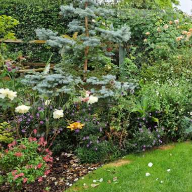Andrea's garden