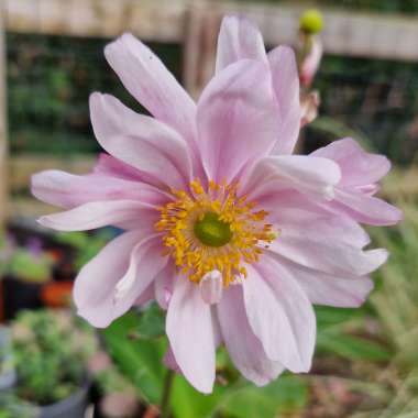 Japanese Anemone Queen Charlotte