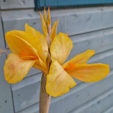 Canna 'Louis Cottin'
