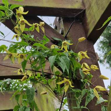 Golden Clematis