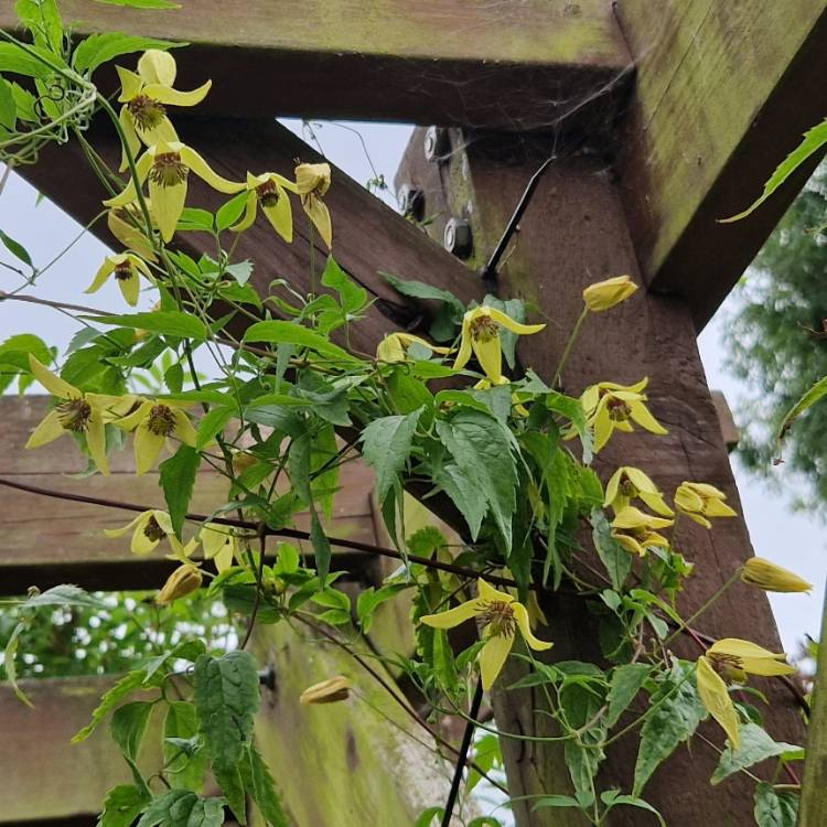 plant image 1687942