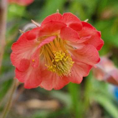 Water Avens