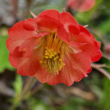 Water Avens