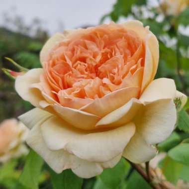 Rose 'Bathsheba'