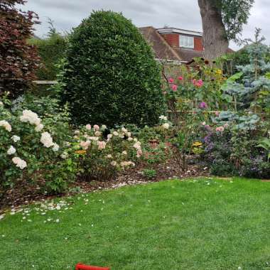 Andrea's garden