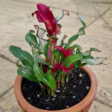 Calla Lily Frozen Queen