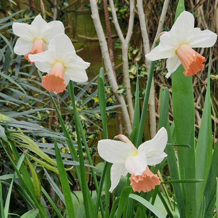 plant image 1702019 plant image 1702019