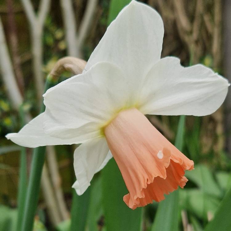 plant image 1702023 plant image 1702023