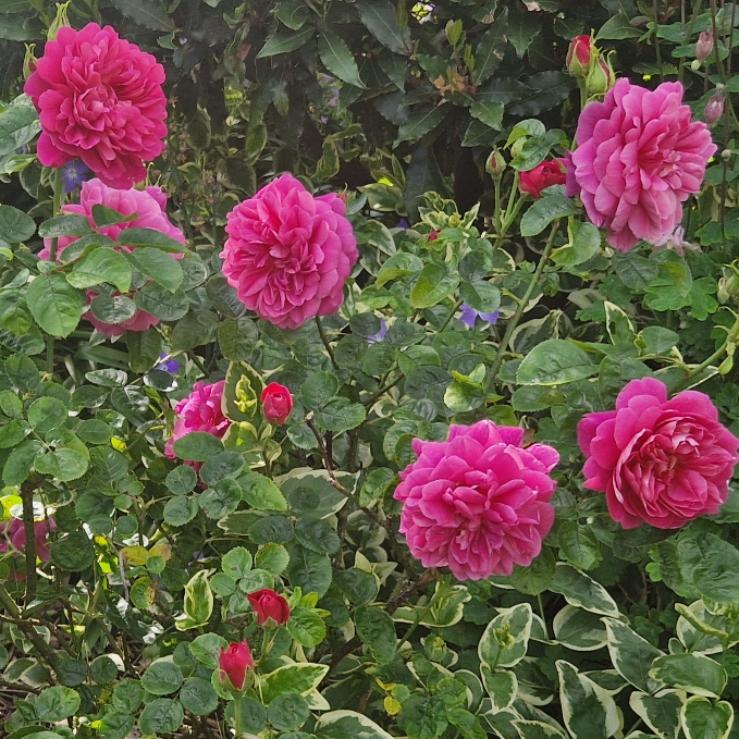 plant image 1710181 plant image 1710181