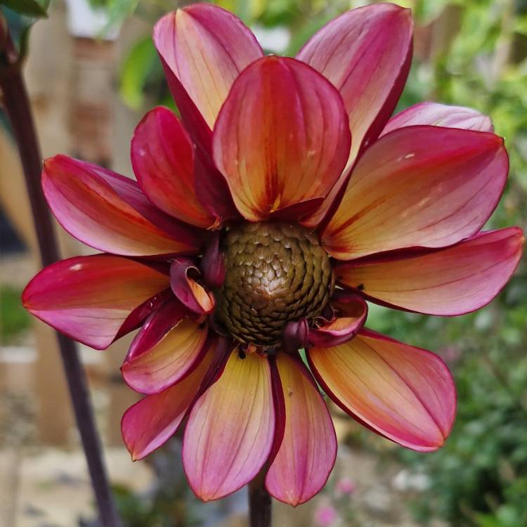 Plant image Dahlia 'Senior's Hope'
