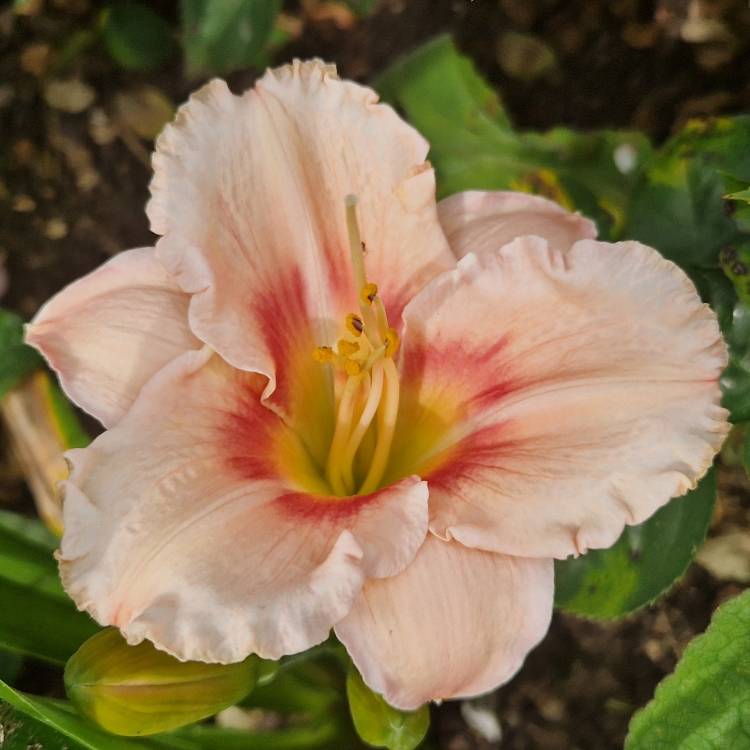 plant image 1717785